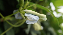 Psophocarpus tetragonolobus