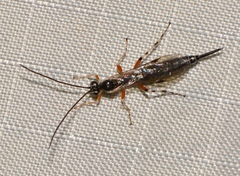 Itoplectis