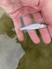 Semotilus corporalis