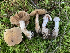 Cortinarius malachius