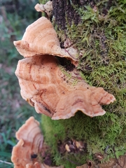 Stereum versicolor