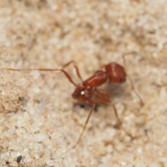 Pogonomyrmex comanche