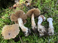 Cortinarius malachius