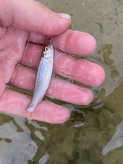 Semotilus corporalis