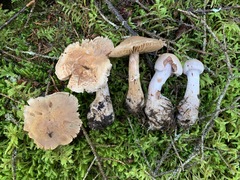 Cortinarius malachius