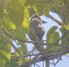 Notharchus hyperrhynchus