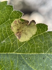 Calycomyza lantanae