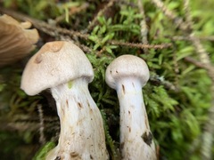 Cortinarius malachius