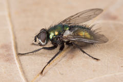 Gymnocheta viridis