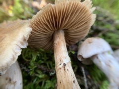 Cortinarius malachius