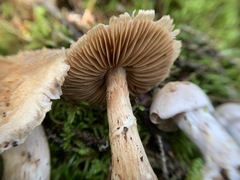 Cortinarius malachius