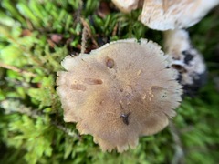 Cortinarius malachius