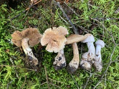 Cortinarius malachius