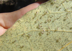 Corythucha confraterna