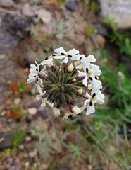 Glandularia sulphurea
