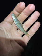 Semotilus corporalis