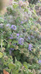 Mentha pulegium
