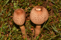 Macrolepiota