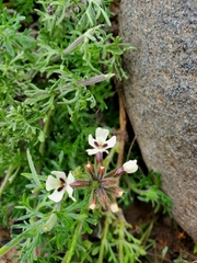 Glandularia sulphurea