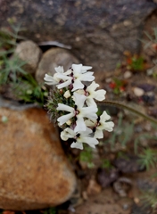 Glandularia sulphurea