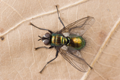 Gymnocheta viridis
