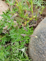 Glandularia sulphurea