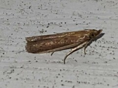 Tampa dimediatella