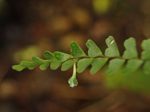 Asplenium hobdyi