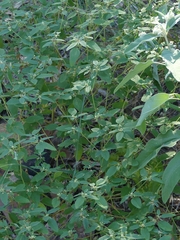 Croton monanthogynus