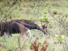 Myrmecophaga tridactyla