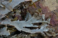 Fucus serratus