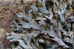 Fucus serratus
