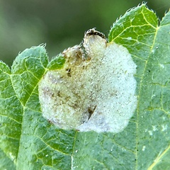 Calycomyza lantanae