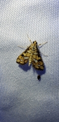 Hileithia magualis