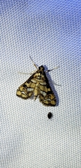 Hileithia magualis
