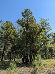 Quercus gambelii
