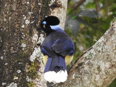 Cyanocorax chrysops