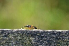 Cryptinae