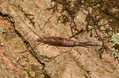 Pedetontus saltator