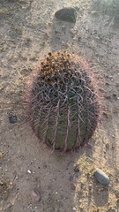 Ferocactus cylindraceus