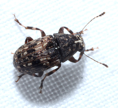 Piesocorynus mixtus