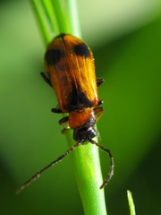 Phyllobrotica quadrimaculata