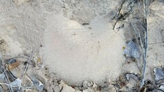 Pogonomyrmex comanche