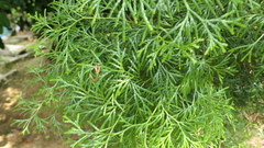 Calocedrus macrolepis