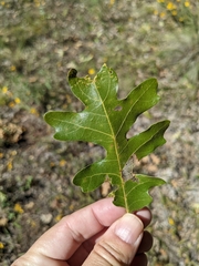 Quercus gambelii
