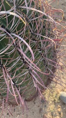 Ferocactus cylindraceus