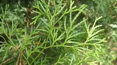 Calocedrus macrolepis
