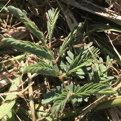 Mimosa strigillosa