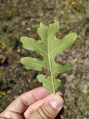 Quercus gambelii
