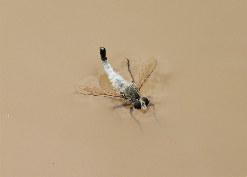 Davis Hammertail